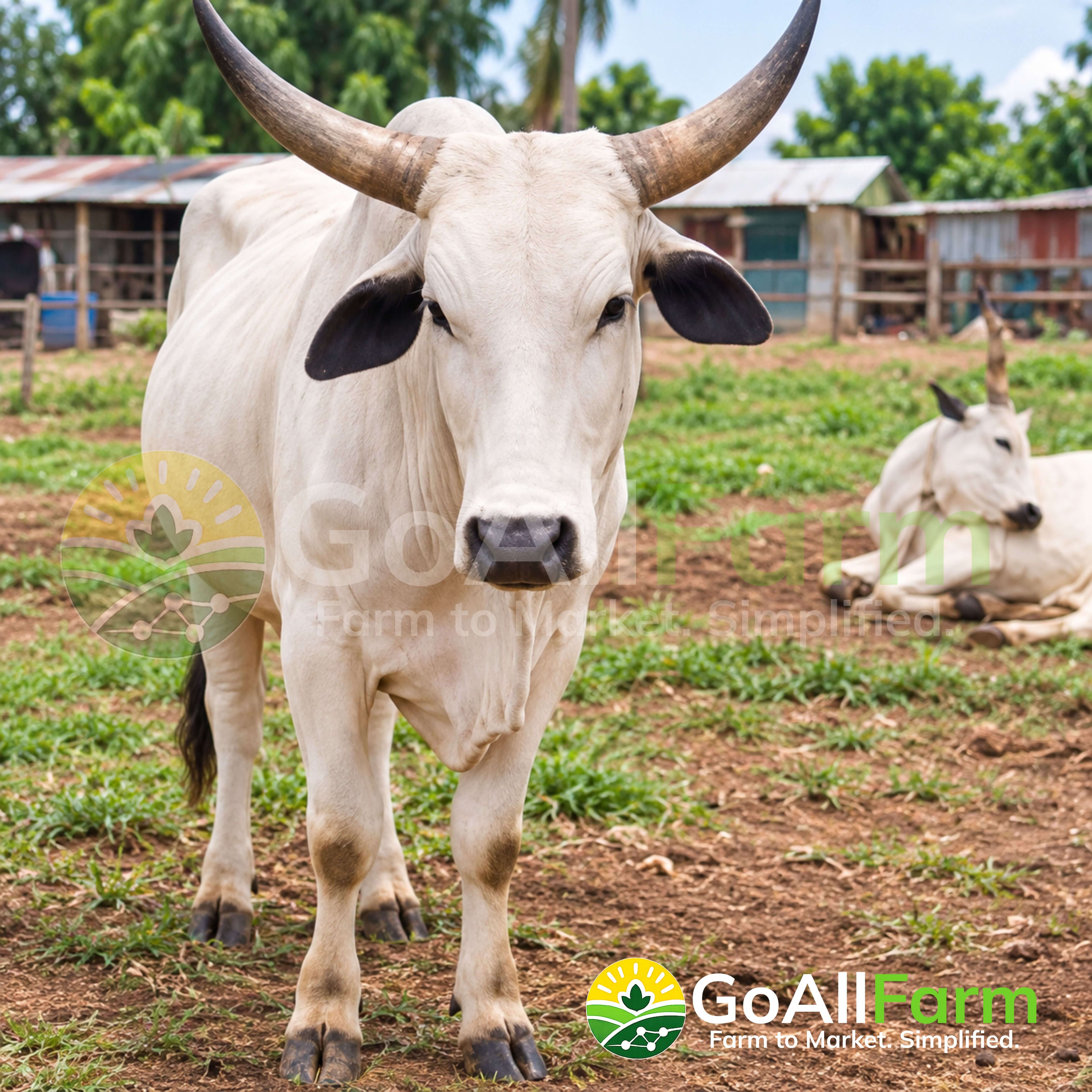 Live Full Cow Sharing