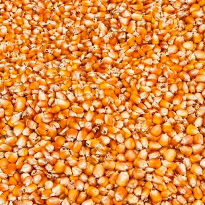 Fresh Yellow Corn 1