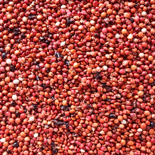 Guinea Corn