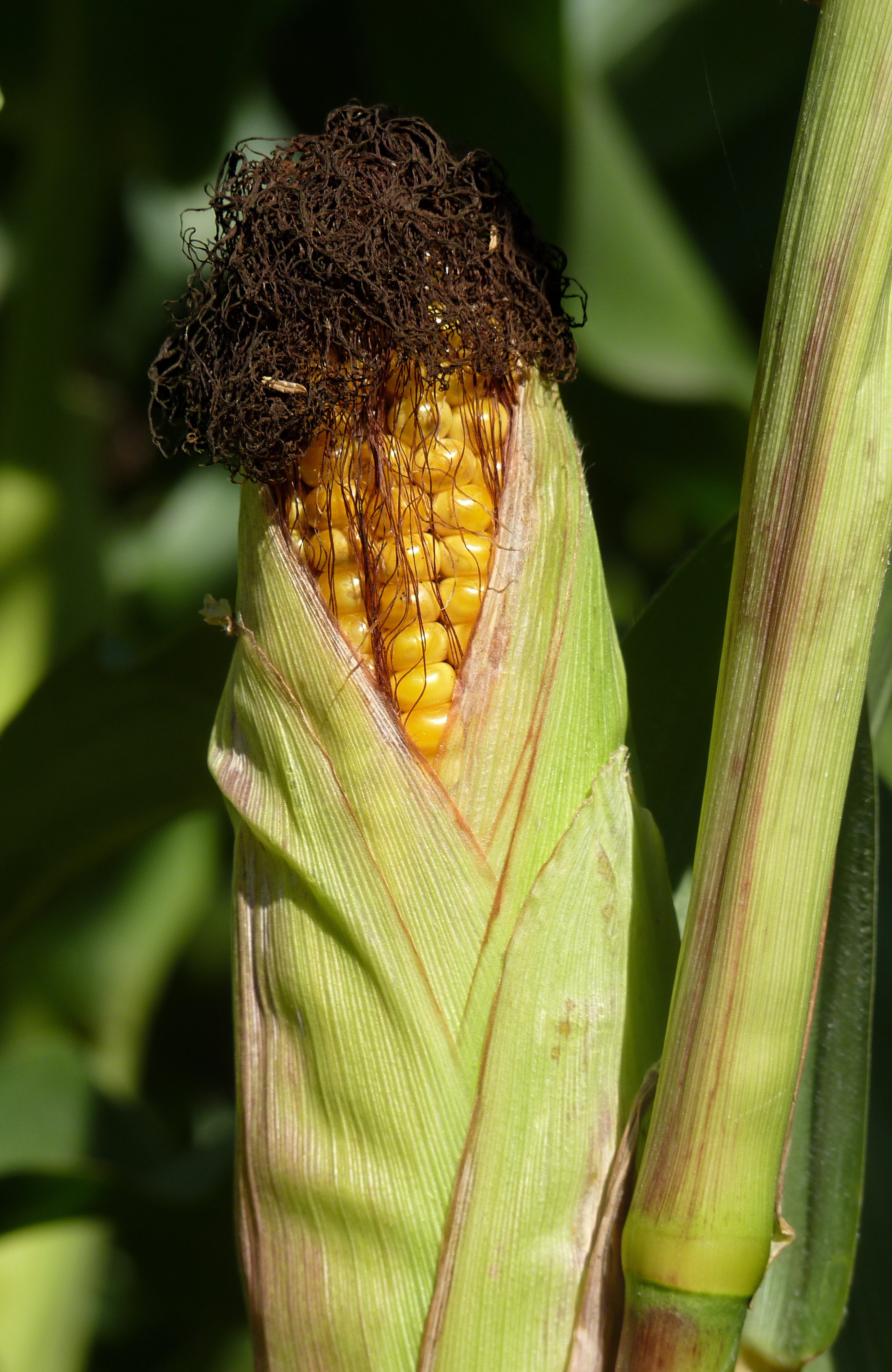 Premium White Maize 50kg Bag