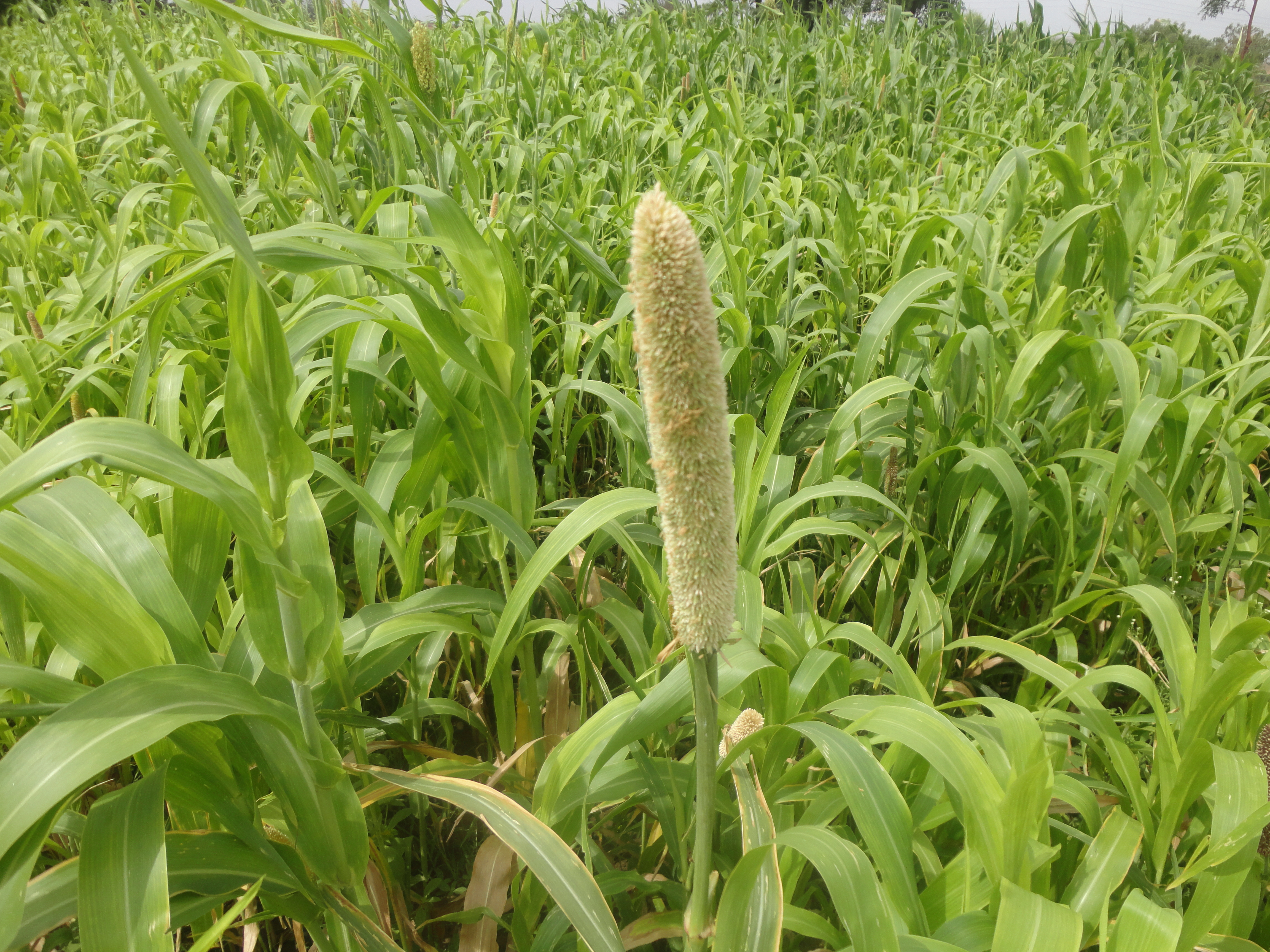 White Sorghum 50kg Bag