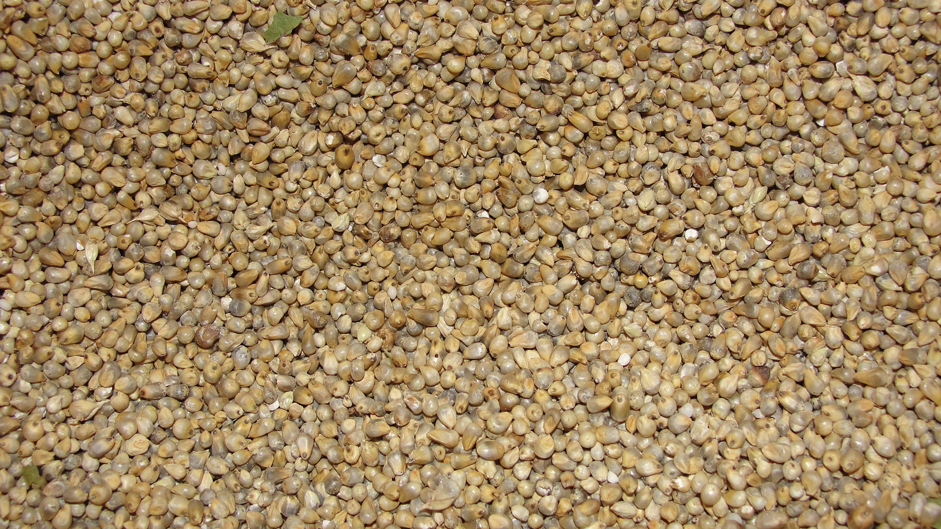 Pearl Millet (Fonio) 25kg Bag