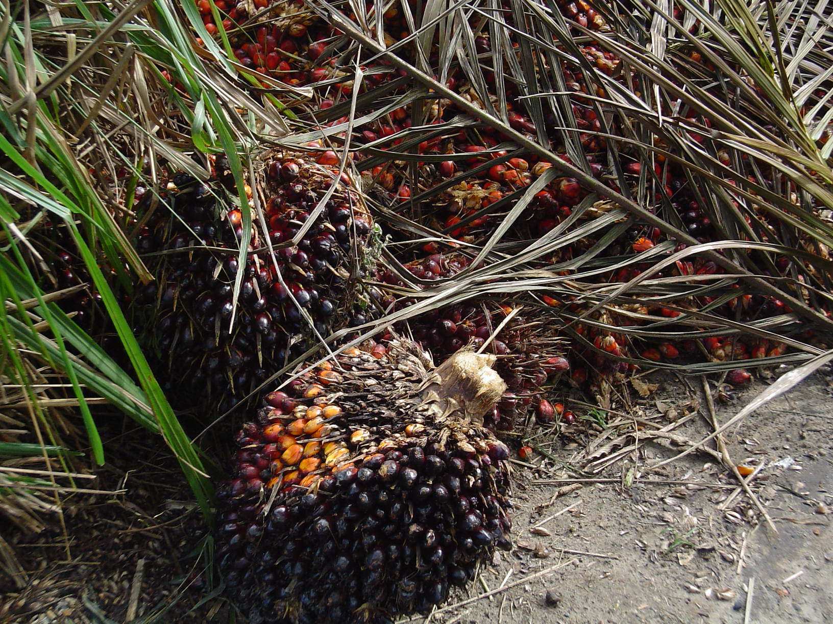 Red Palm Oil 25 Litres