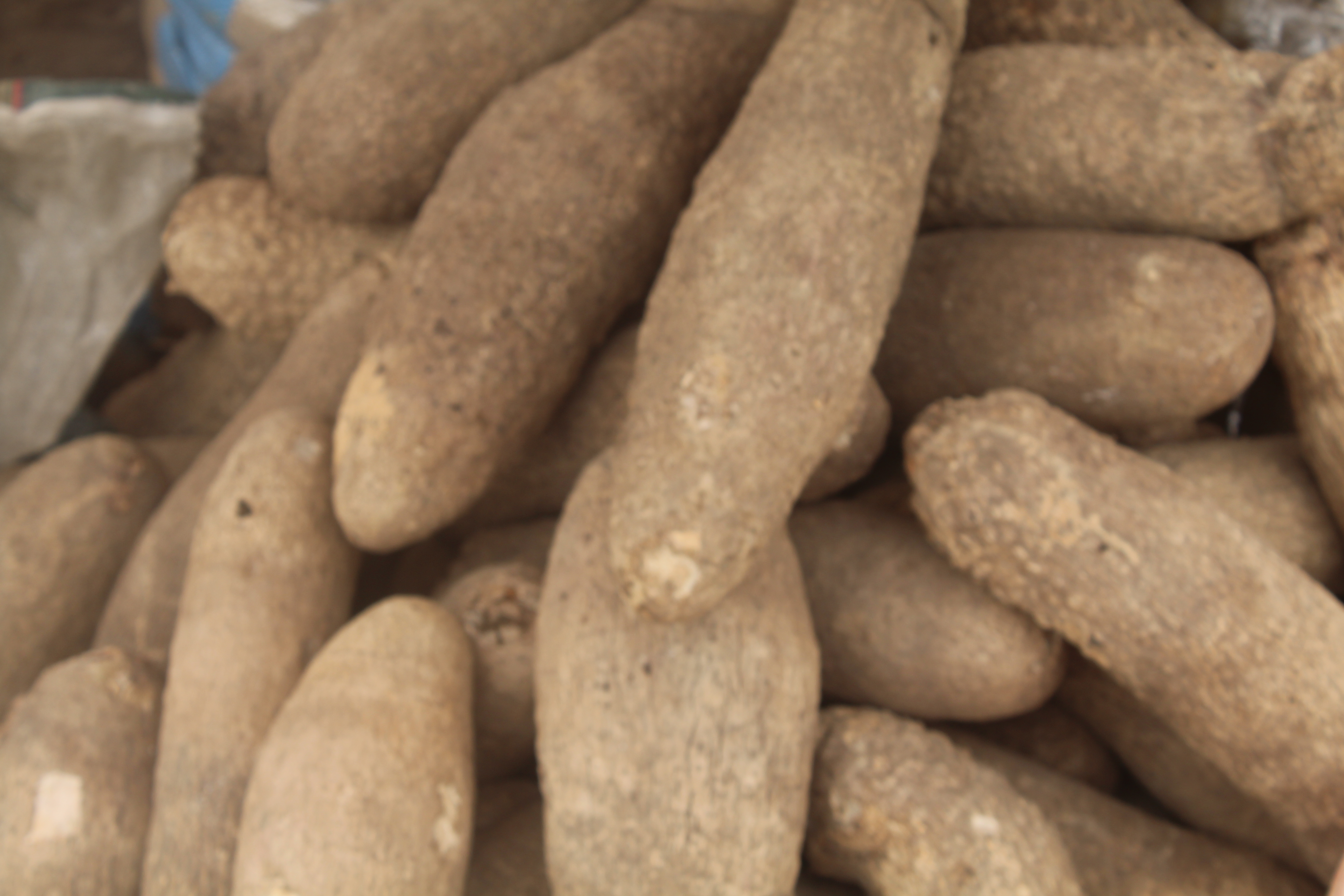 Puna Yam – 10 Tuber Pack (Medium)