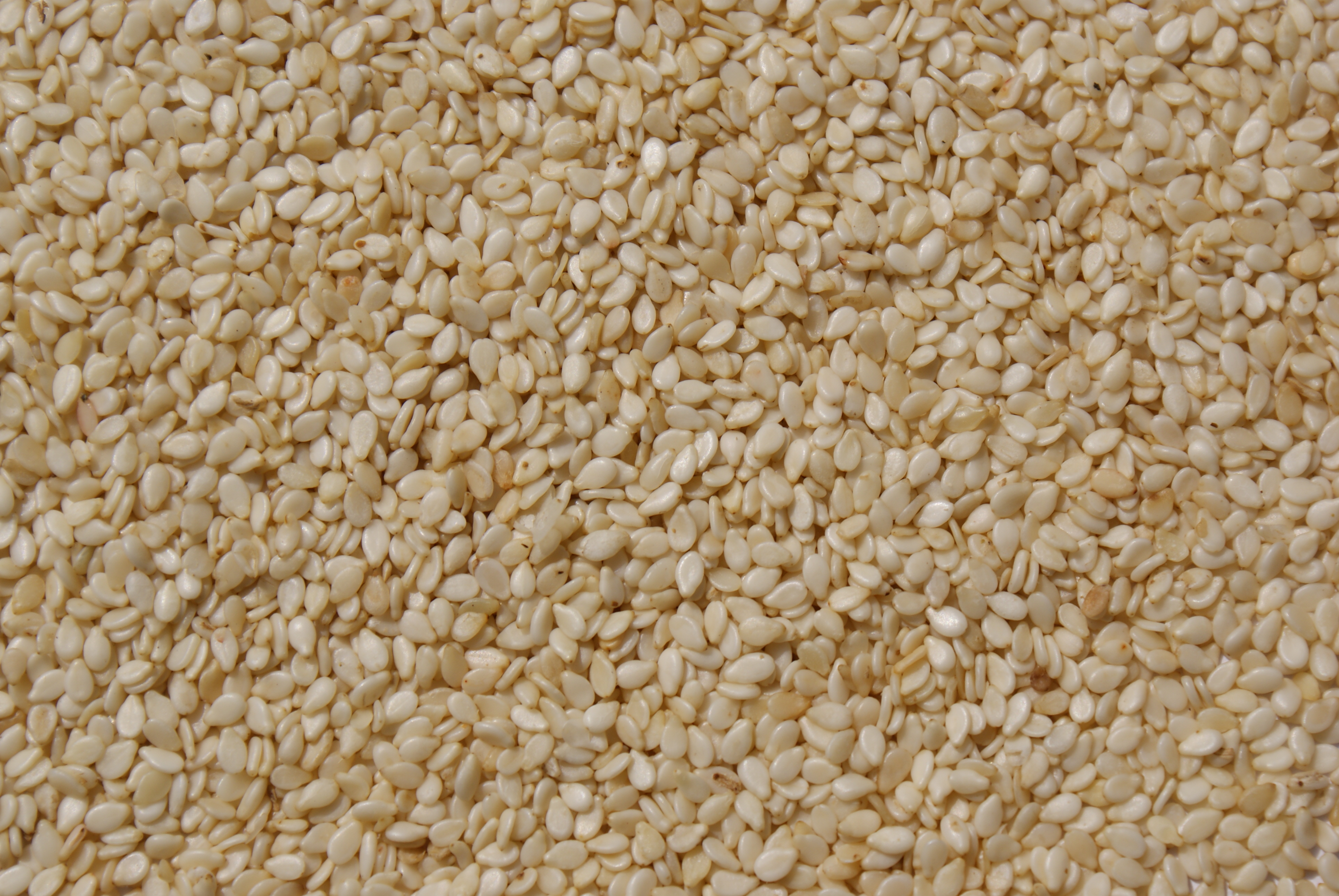 White Sesame Seeds 25kg Bag