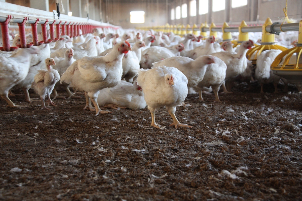 Live Broiler Chicken – Minimum 10 Birds
