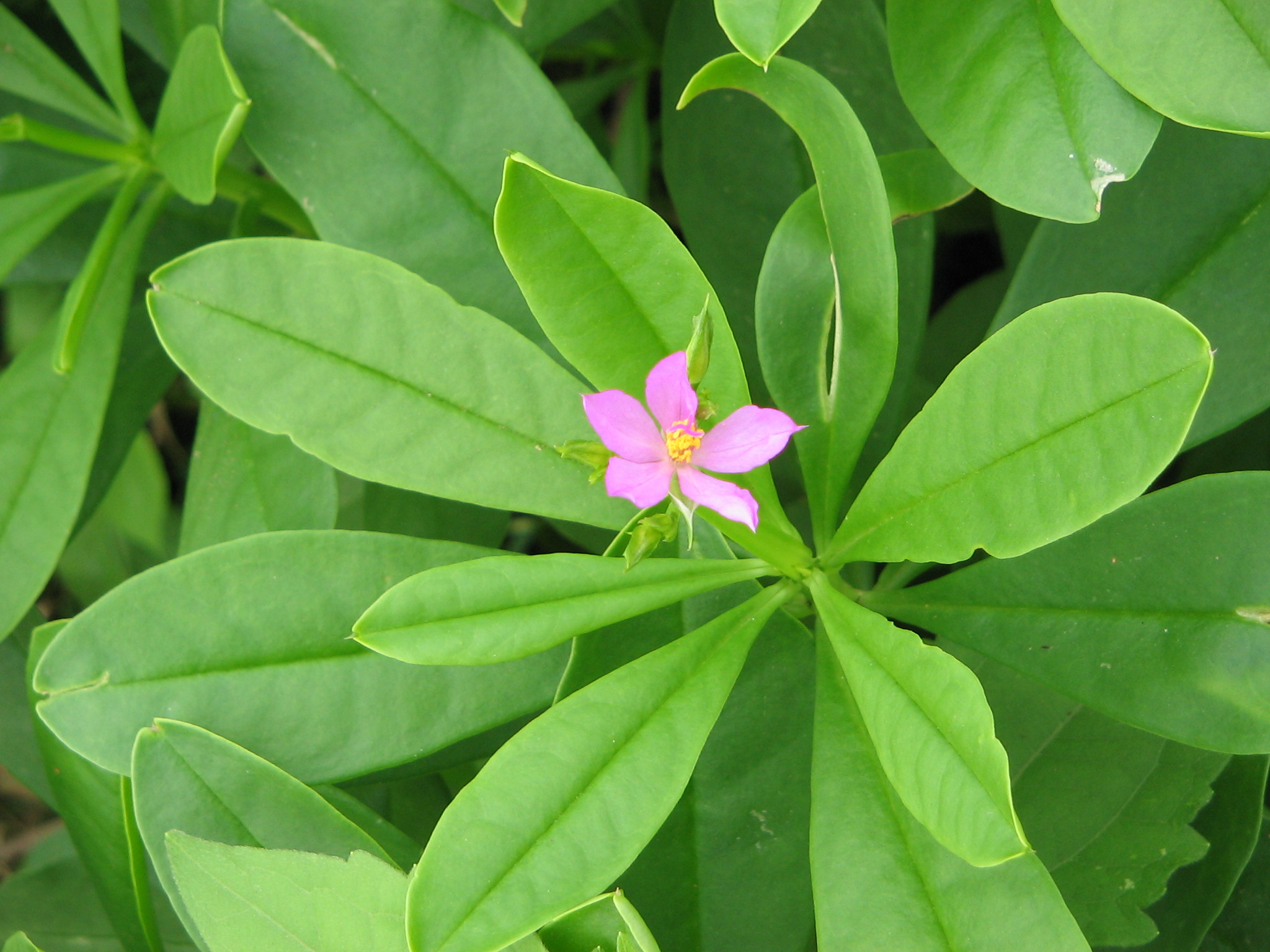 Fresh Waterleaf (Talinum) – 20 Bunches