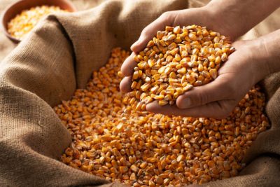 Premium Yellow Maize (50kg/bags) 1