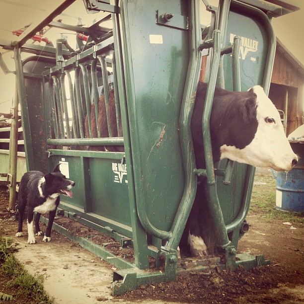 Poultry Feed Mixer (500kg Capacity)